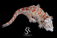 Gargoyle Gecko - Female Blotch (Redbud x The Bomb) RA2025-123 - Sundown Reptiles