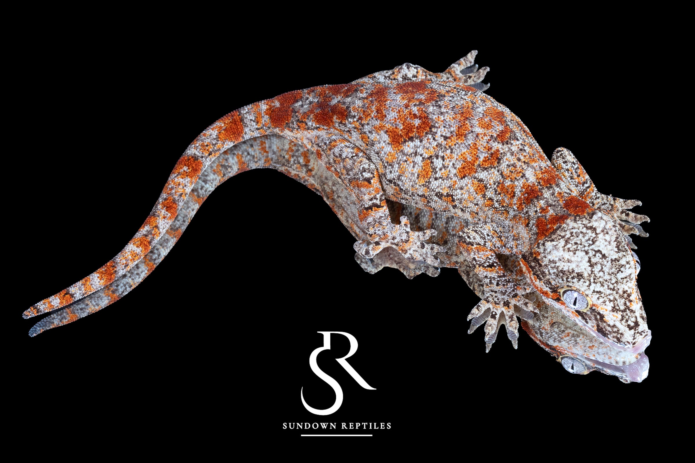 Gargoyle Gecko - Female Blotch (Redbud x The Bomb) RA2025-123 - Sundown Reptiles