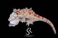 Gargoyle Gecko - Female Blotch (Redbud x The Bomb) RA2025-123 - Sundown Reptiles