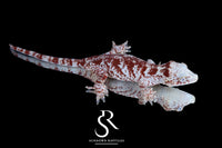 Gargoyle Gecko - Female Super Blotch (Mars x Tulip Offspring) RA2025-114 - Sundown Reptiles