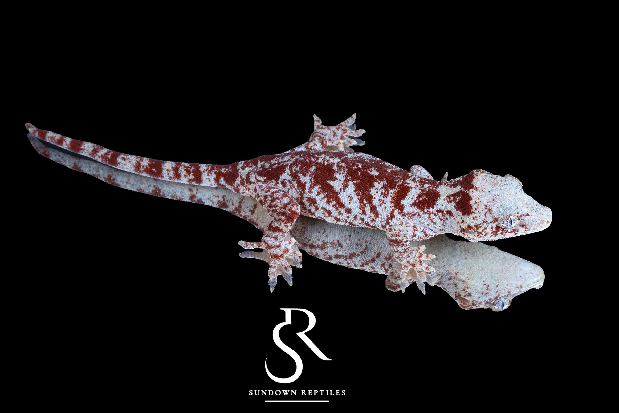 Gargoyle Gecko - Female Super Blotch (Mars x Tulip Offspring) RA2025-114 - Sundown Reptiles