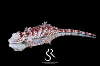 Gargoyle Gecko - Female Super Blotch (Mars x Tulip Offspring) RA2025-114 - Sundown Reptiles