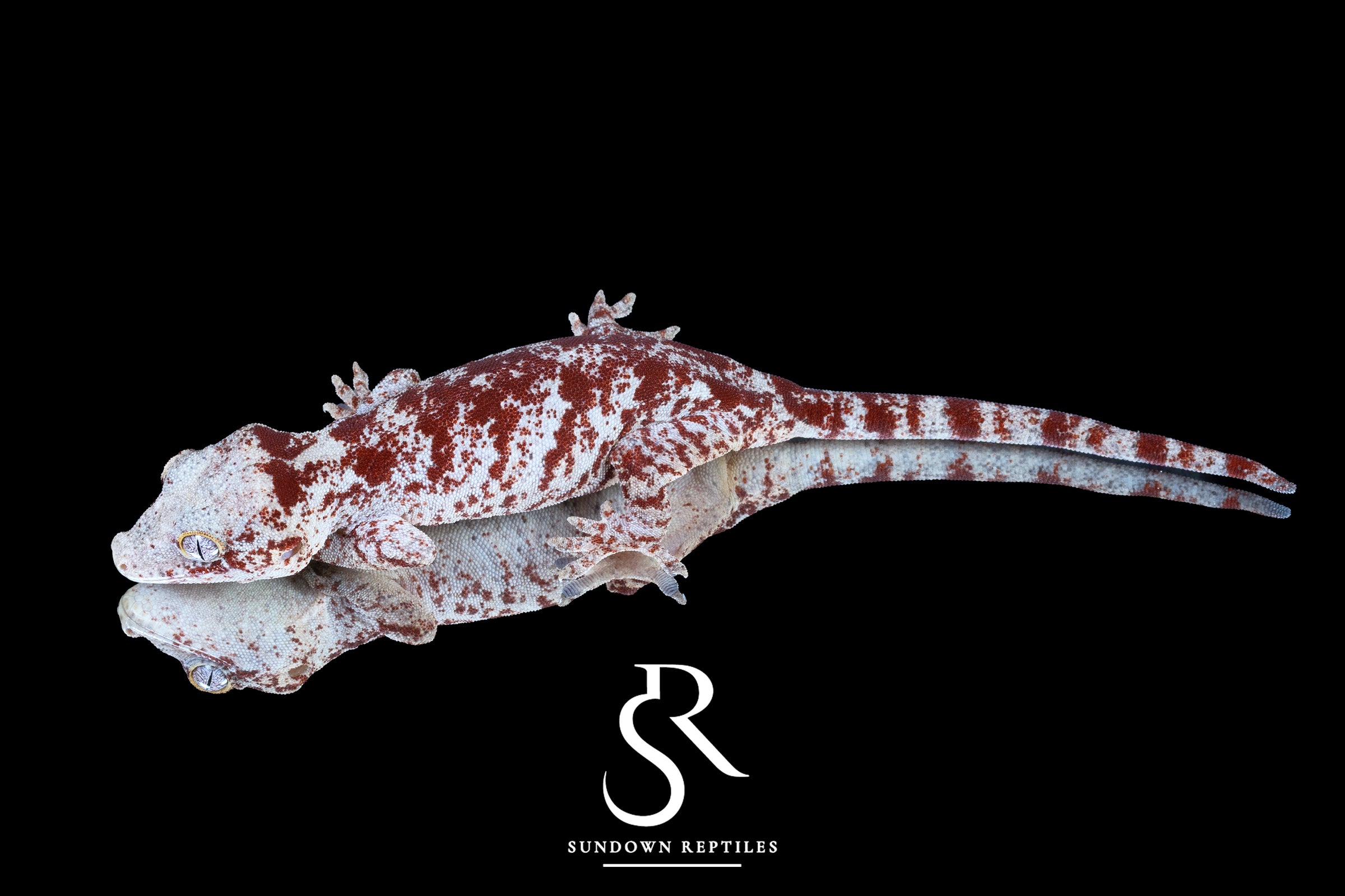 Gargoyle Gecko - Female Super Blotch (Mars x Tulip Offspring) RA2025-114 - Sundown Reptiles