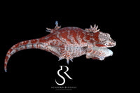 Gargoyle Gecko - Male Skeleton Blotch (Desire x Tigra) RA2025-115 - Sundown Reptiles