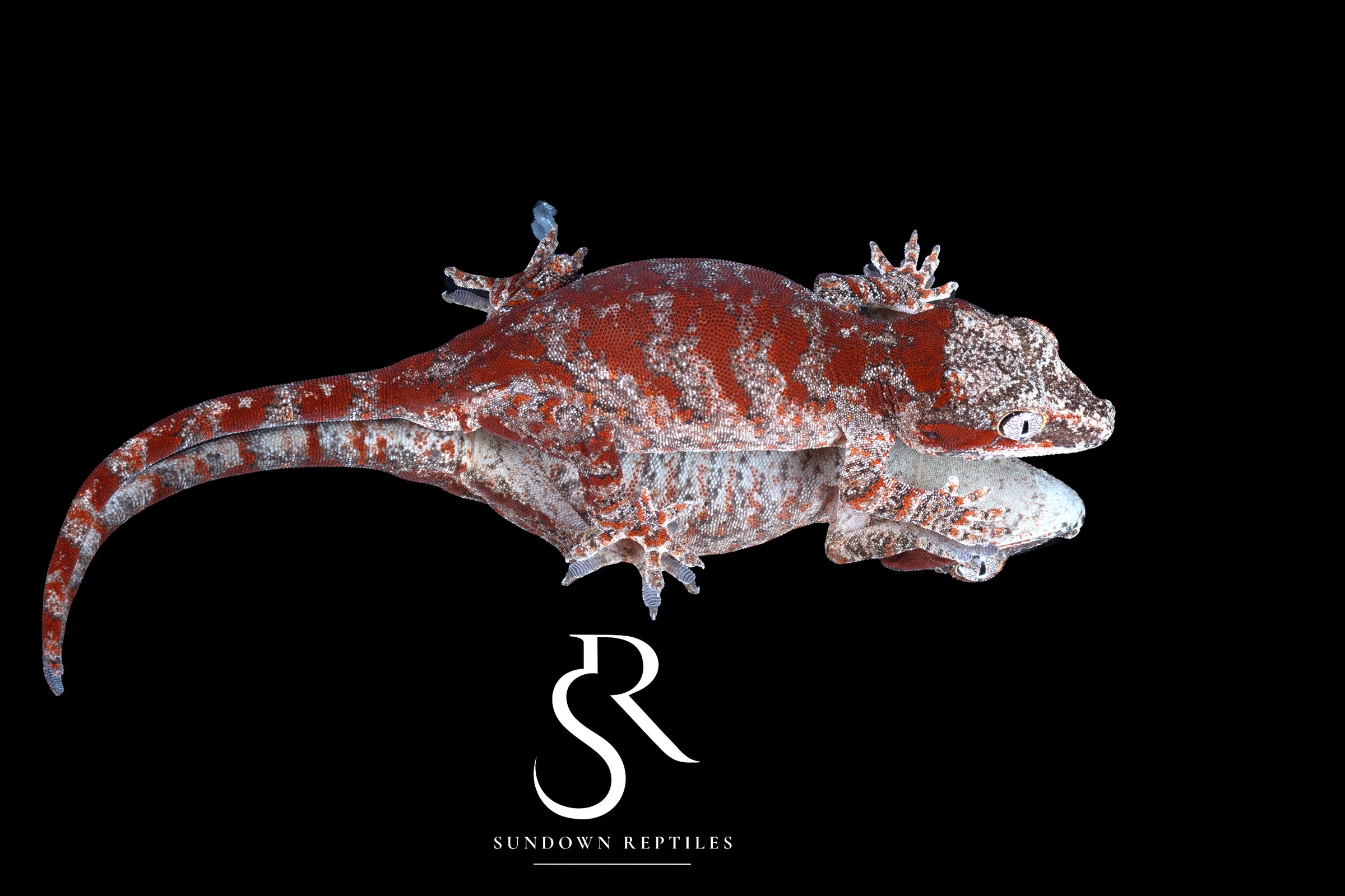 Gargoyle Gecko - Male Skeleton Blotch (Desire x Tigra) RA2025-115 - Sundown Reptiles
