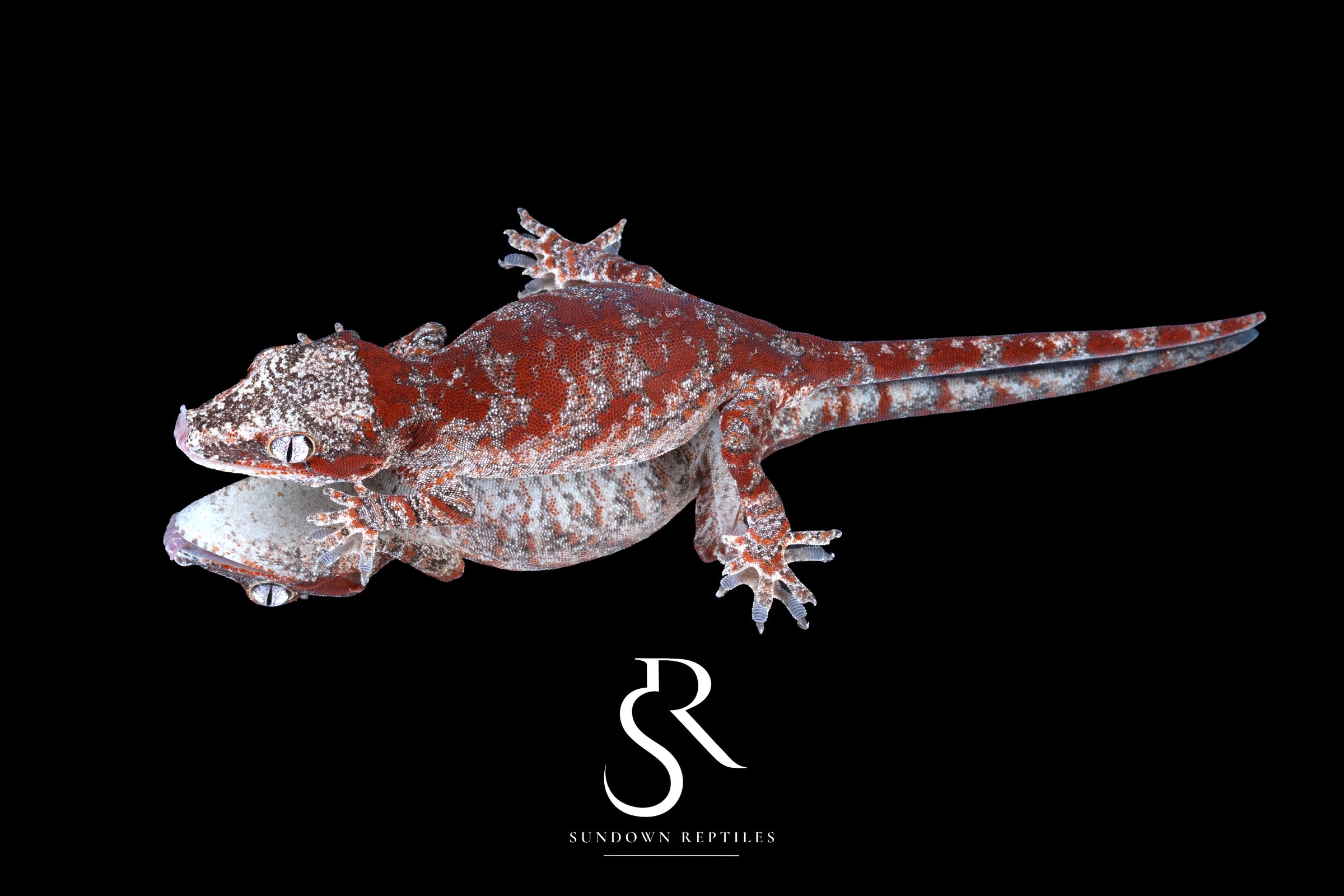 Gargoyle Gecko - Male Skeleton Blotch (Desire x Tigra) RA2025-115 - Sundown Reptiles