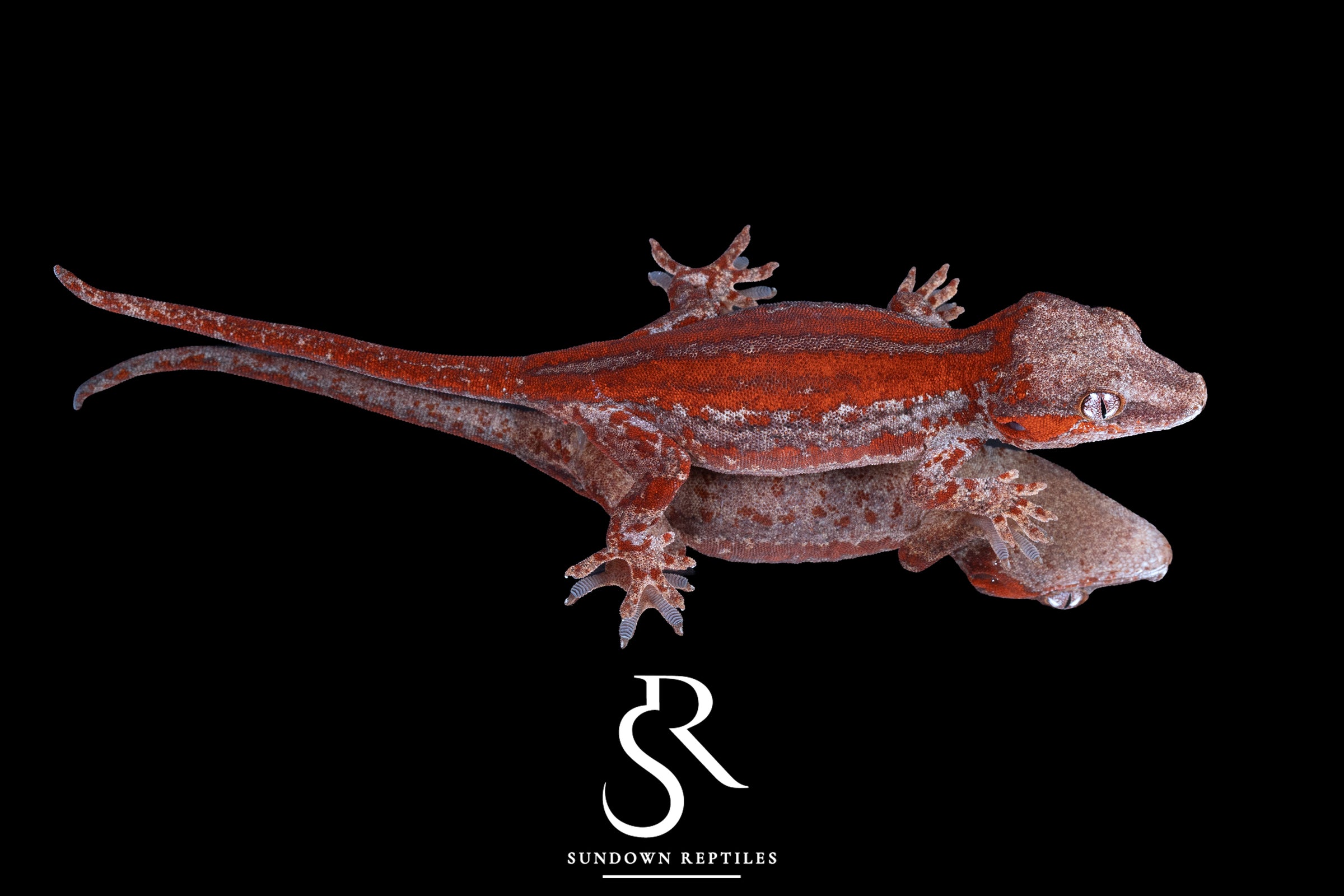 Gargoyle Gecko - Female Red Stripe (Spice x SS) RA2025-116 - Sundown Reptiles