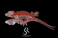 Gargoyle Gecko - Female Red Stripe (Spice x SS) RA2025-116 - Sundown Reptiles