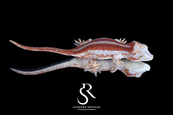 Gargoyle Gecko- Unsexed Red Stripe (Godiva) RA2025-117 - Sundown Reptiles