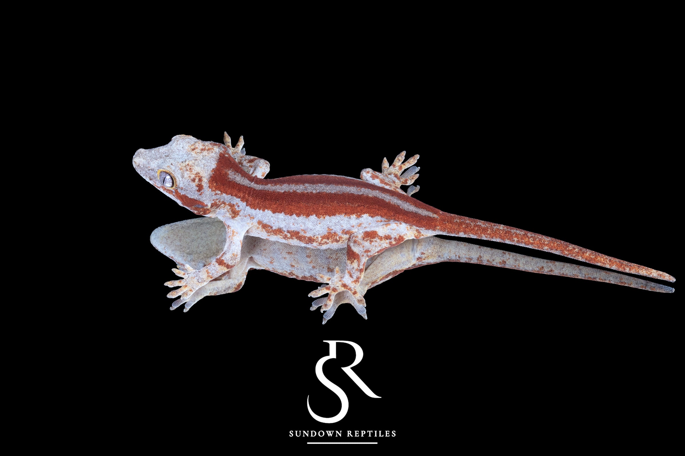 Gargoyle Gecko- Unsexed Red Stripe (Godiva) RA2025-117 - Sundown Reptiles