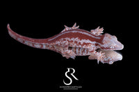 Gargoyle Gecko - Female Red Stripe (Caliber) RA2025-118 - Sundown Reptiles