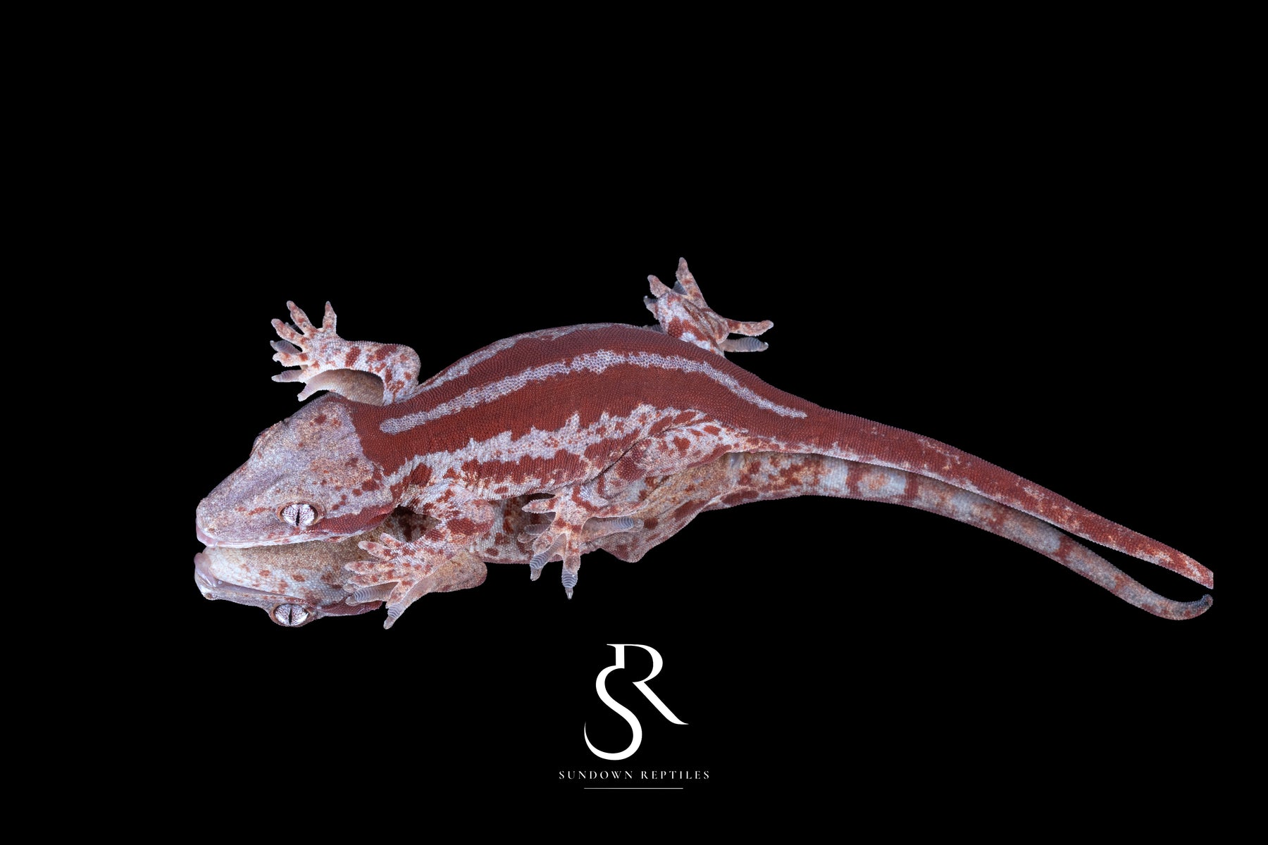 Gargoyle Gecko - Female Red Stripe (Caliber) RA2025-118 - Sundown Reptiles