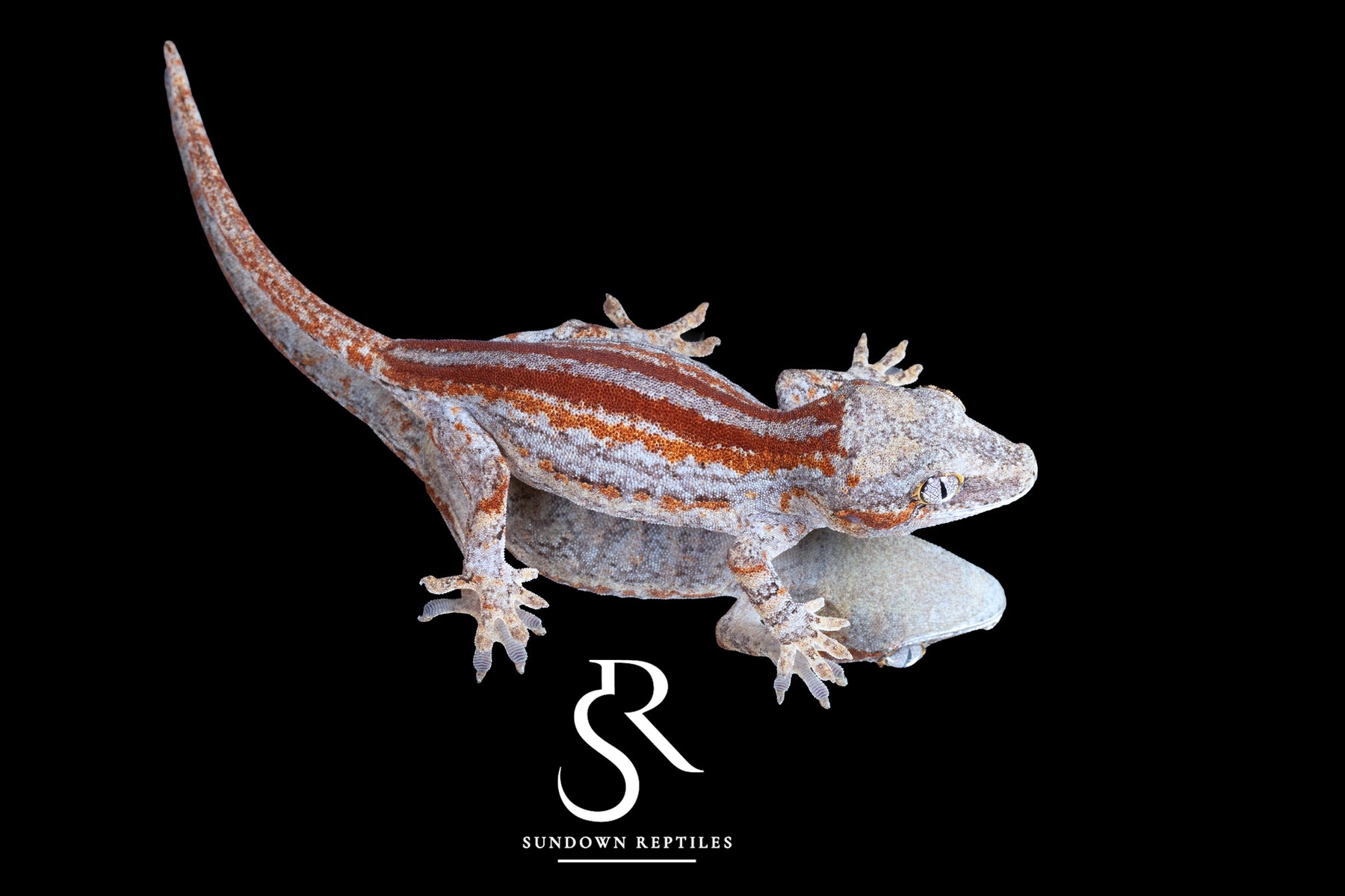 Gargoyle Gecko -Unsexed Six Stripe (Orion) RA2025-119 - Sundown Reptiles