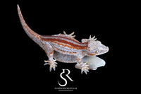 Gargoyle Gecko -Unsexed Six Stripe (Orion) RA2025-119 - Sundown Reptiles
