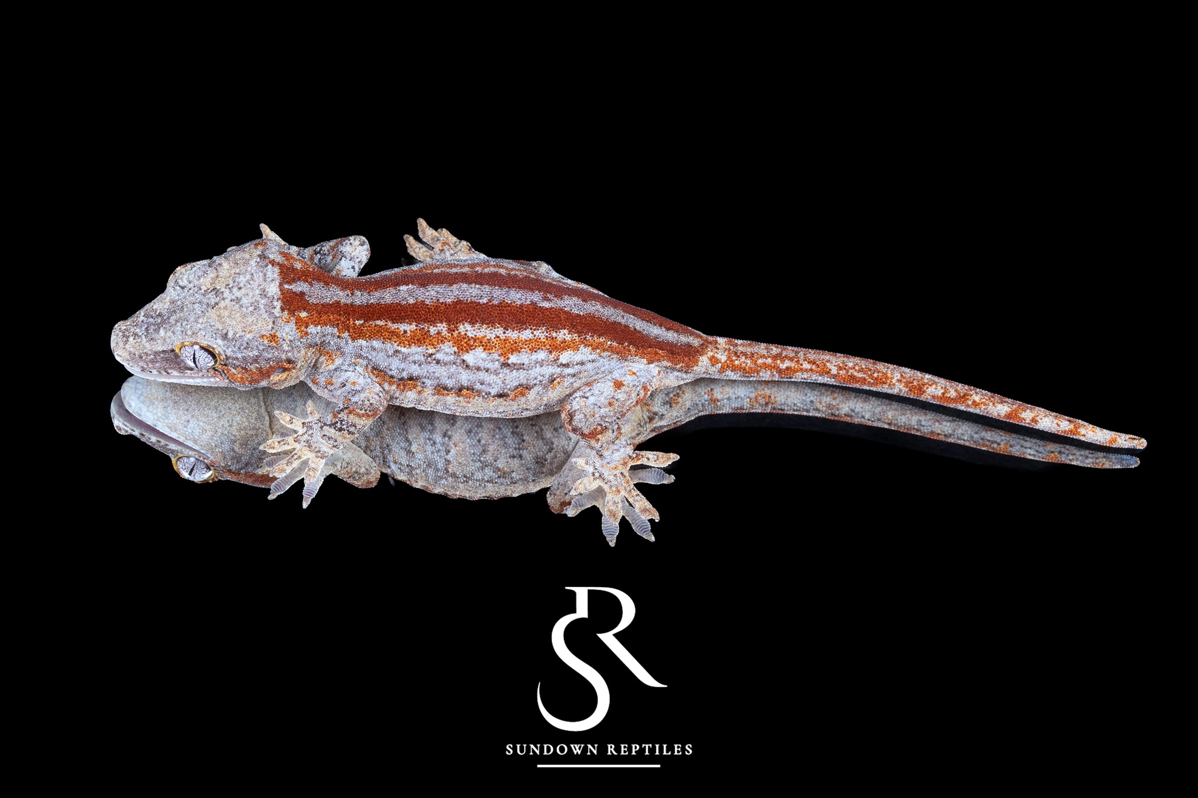Gargoyle Gecko -Unsexed Six Stripe (Orion) RA2025-119 - Sundown Reptiles