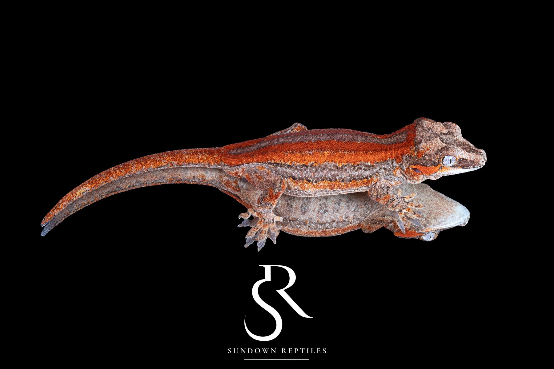 Gargoyle Gecko- Male Red Stripe (Moonbow x Jam) RA2025-120 - Sundown Reptiles