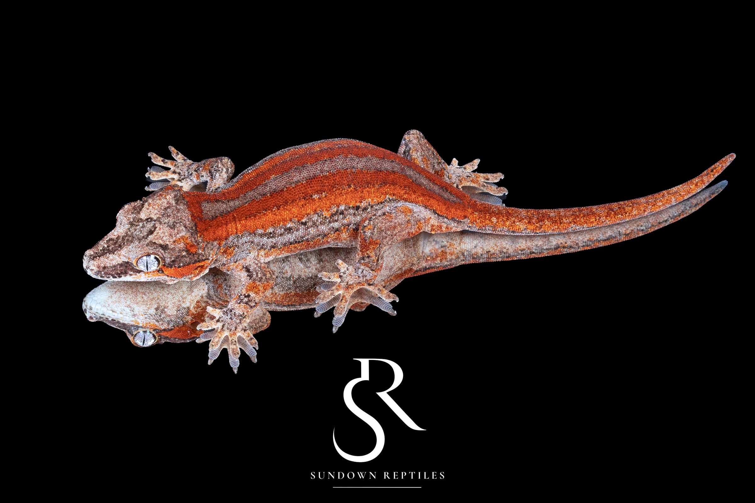 Gargoyle Gecko- Male Red Stripe (Moonbow x Jam) RA2025-120 - Sundown Reptiles