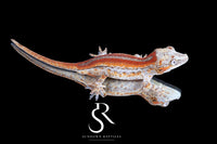 Gargoyle Gecko- Unsexed 'Eyebrows' Red Stripe (Godiva) RA2025-121 - Sundown Reptiles