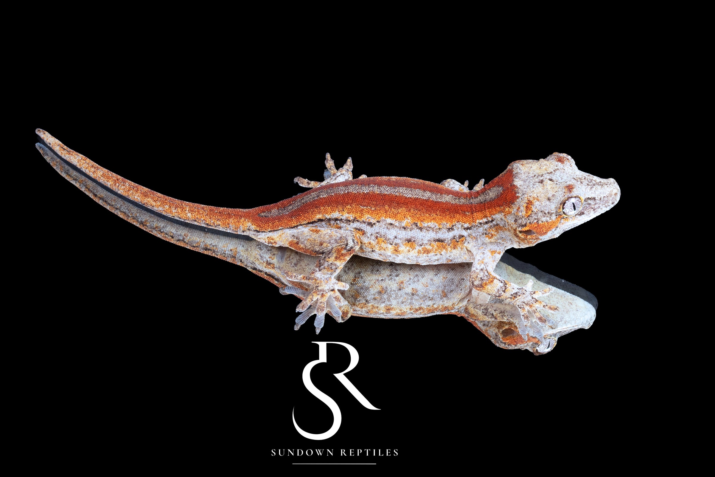 Gargoyle Gecko- Unsexed 'Eyebrows' Red Stripe (Godiva) RA2025-121 - Sundown Reptiles