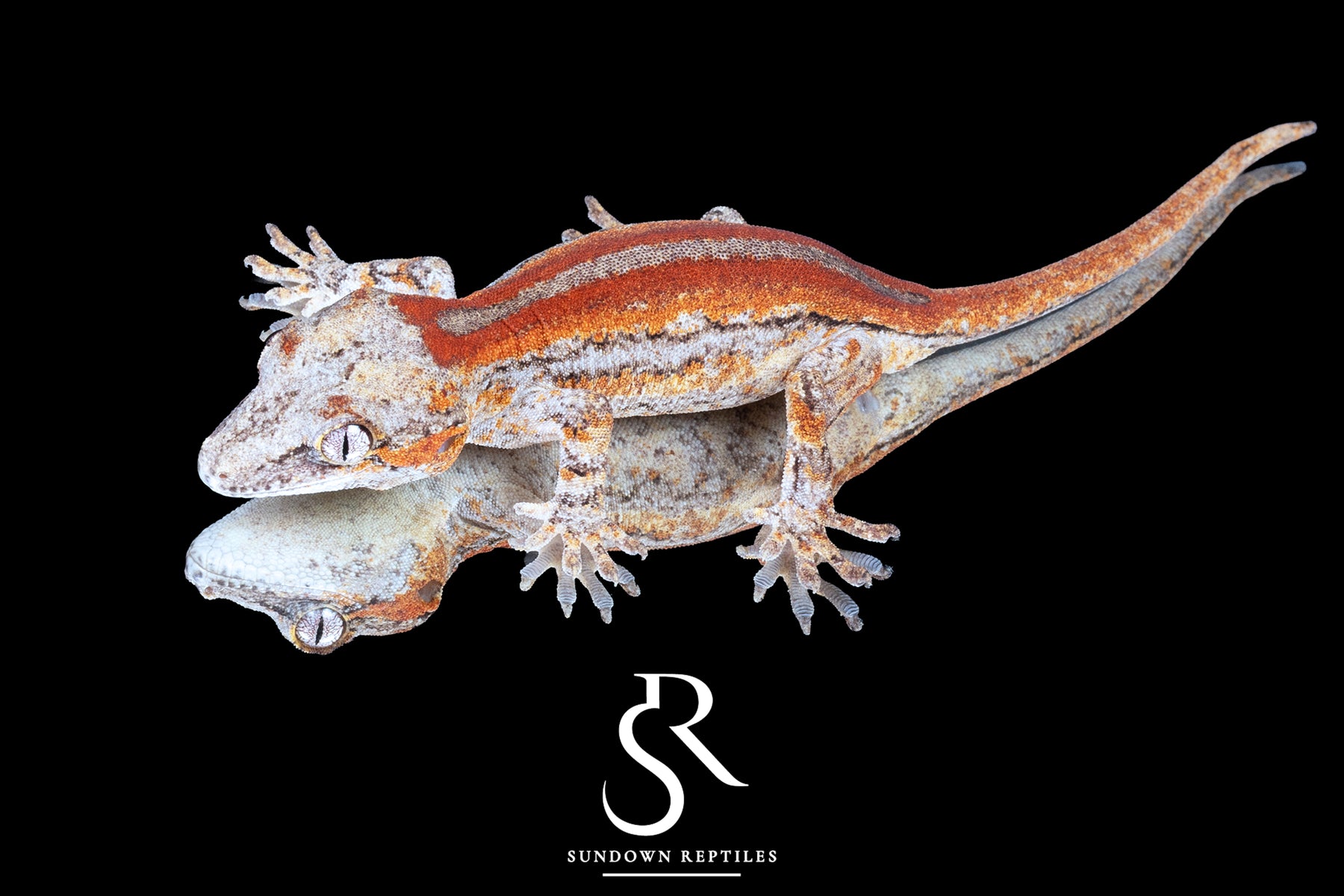 Gargoyle Gecko- Unsexed 'Eyebrows' Red Stripe (Godiva) RA2025-121 - Sundown Reptiles