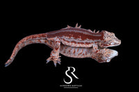 Gargoyle Gecko - Male Red Stripe (Caliber) RA2025-122 - Sundown Reptiles