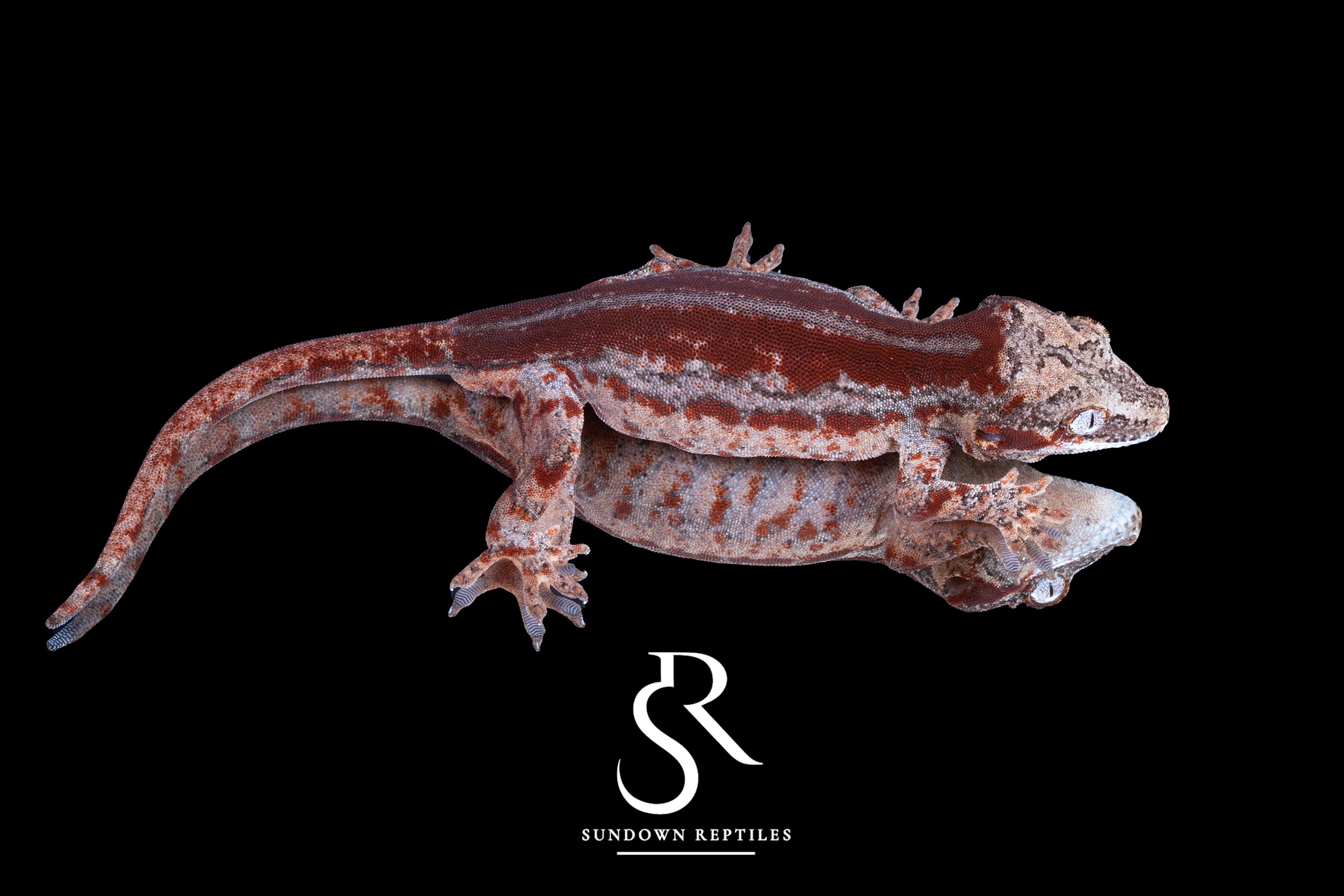 Gargoyle Gecko - Male Red Stripe (Caliber) RA2025-122 - Sundown Reptiles
