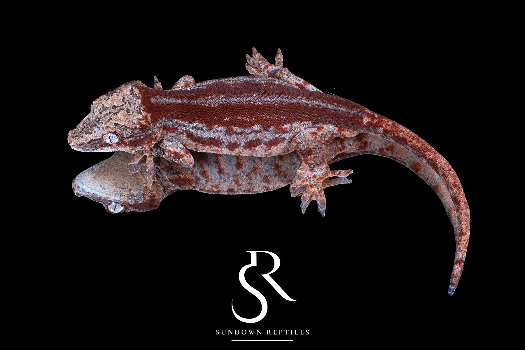 Gargoyle Gecko - Male Red Stripe (Caliber) RA2025-122 - Sundown Reptiles