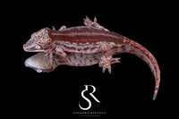 Gargoyle Gecko - Male Red Stripe (Caliber) RA2025-122 - Sundown Reptiles