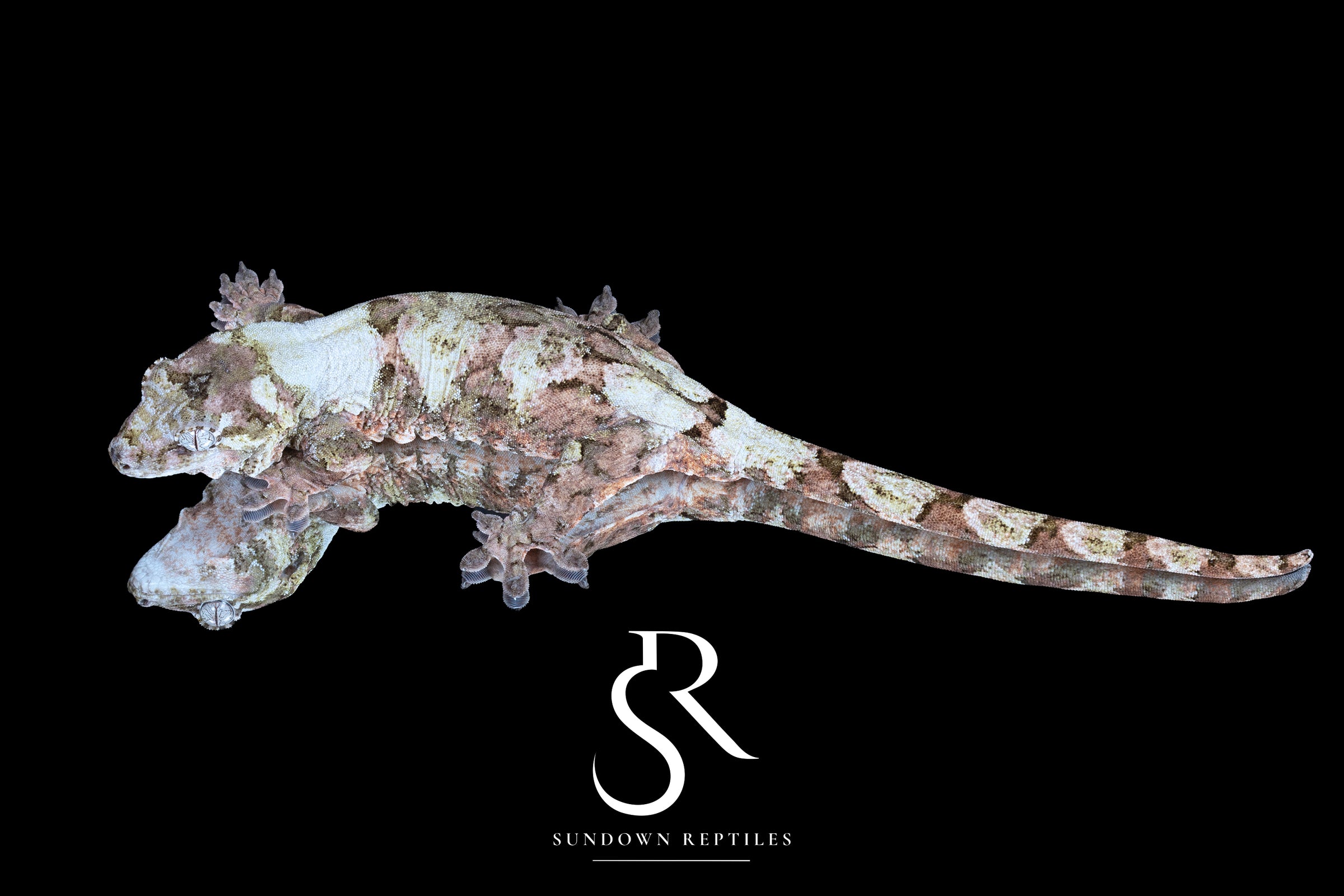 Pine Island Chahoua - Female (Feliz x Jimmy Butler) MC2024-HB2 - Sundown Reptiles