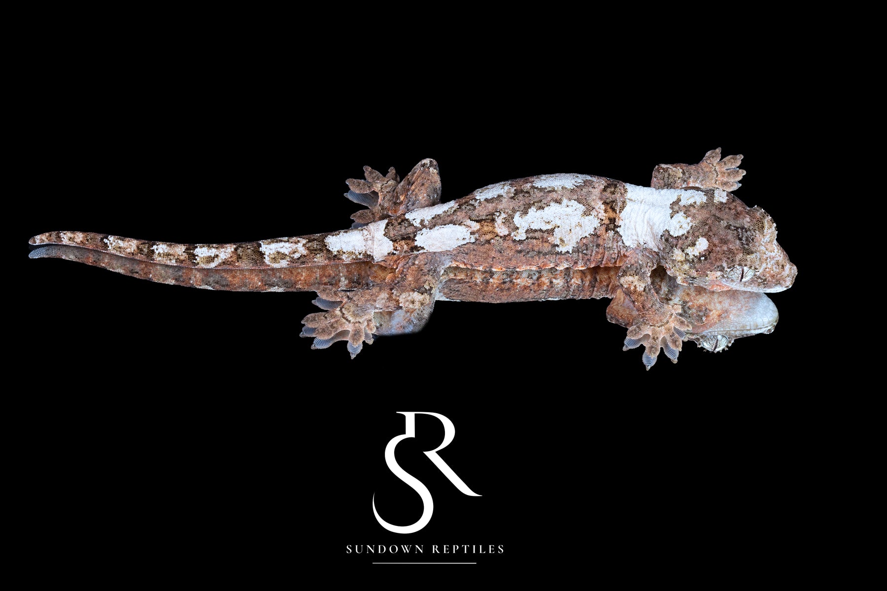 Pine Island chahoua - Probable male (Sedona x Candyman) MC2025-123 - Sundown Reptiles