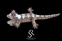 Pine Island Chahoua - Male (Delight x Juice) MC2025-87 - Sundown Reptiles