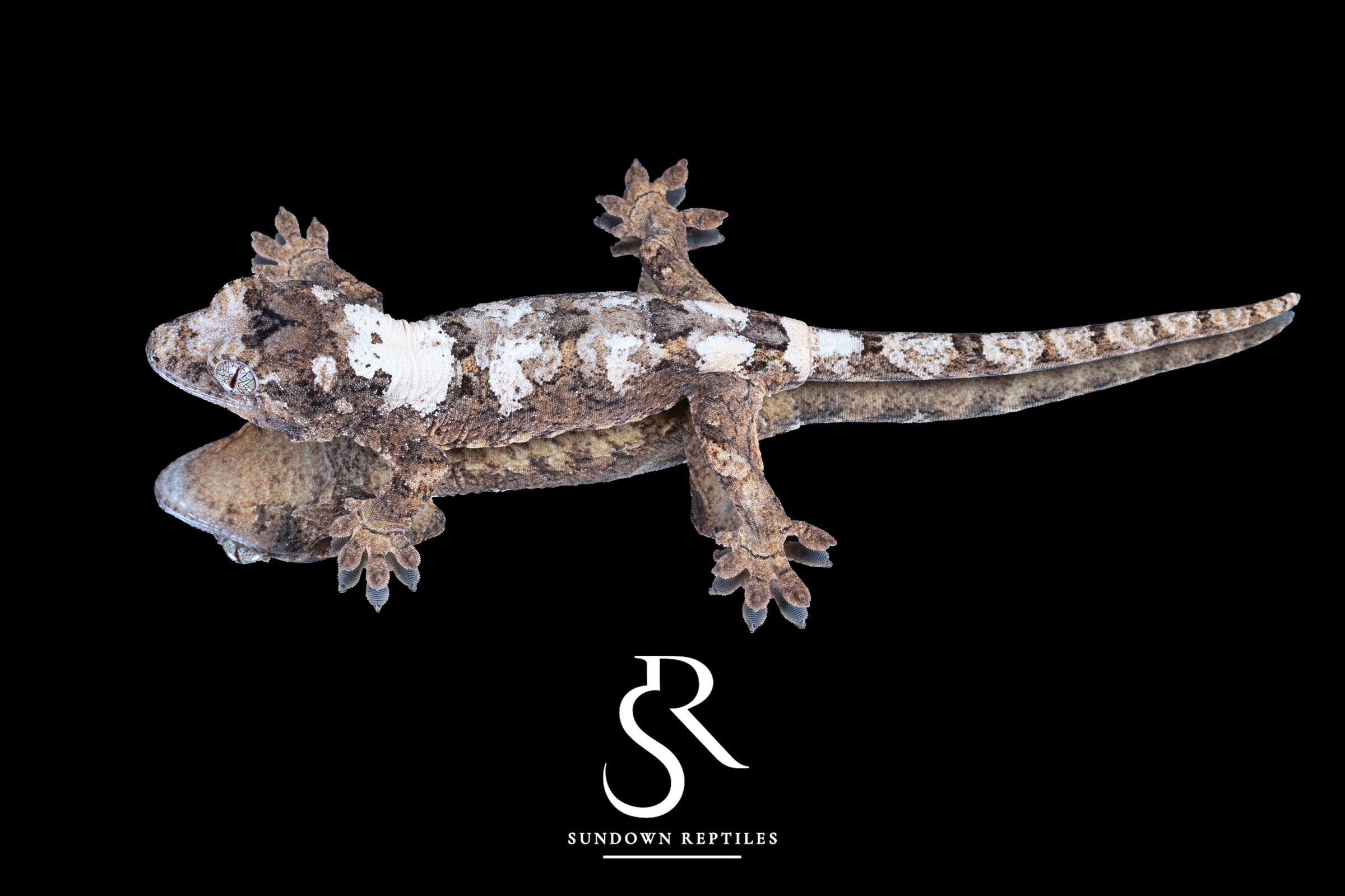 Pine Island Chahoua - Male (Delight x Juice) MC2025-87 - Sundown Reptiles