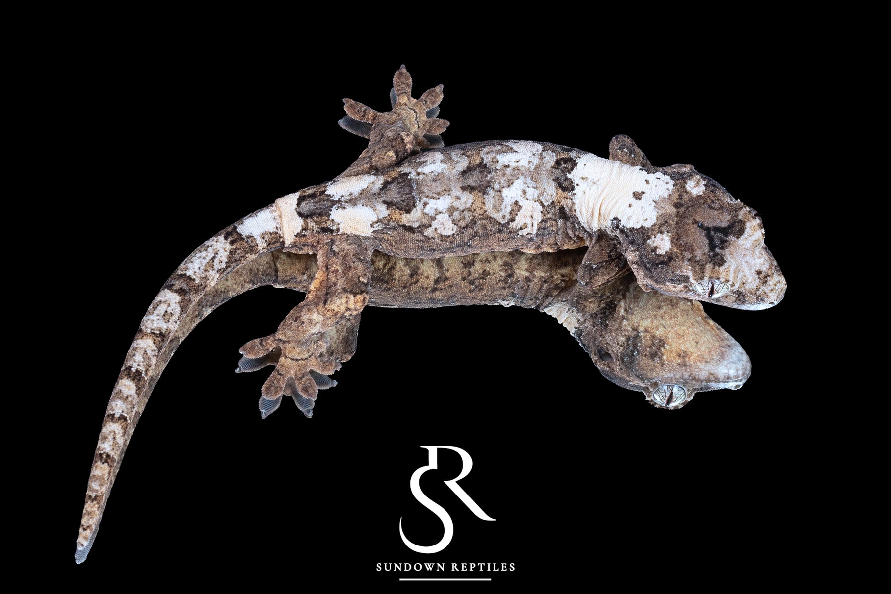 Pine Island Chahoua - Male (Delight x Juice) MC2025-87 - Sundown Reptiles
