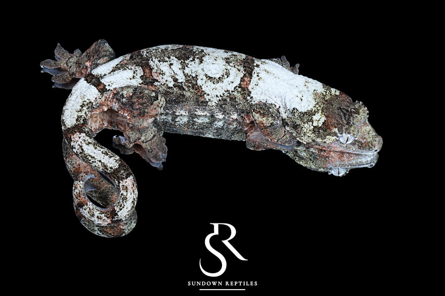Pine Island Chahoua - Female (Ivy x Firefly) MC2024-HB2 - Sundown Reptiles