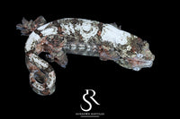 Pine Island Chahoua - Female (Ivy x Firefly) MC2024-HB2 - Sundown Reptiles