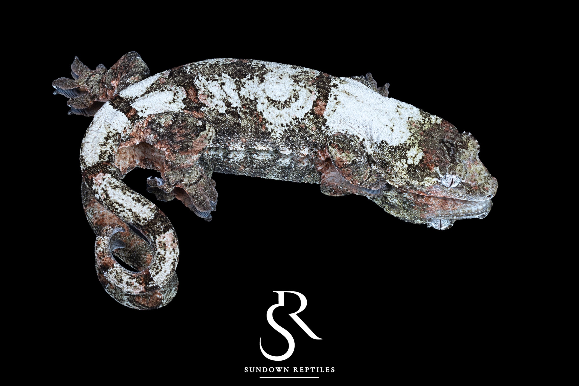 Pine Island Chahoua - Female (Ivy x Firefly) MC2024-HB2 - Sundown Reptiles