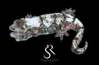 Pine Island Chahoua - Female (Ivy x Firefly) MC2024-HB2 - Sundown Reptiles