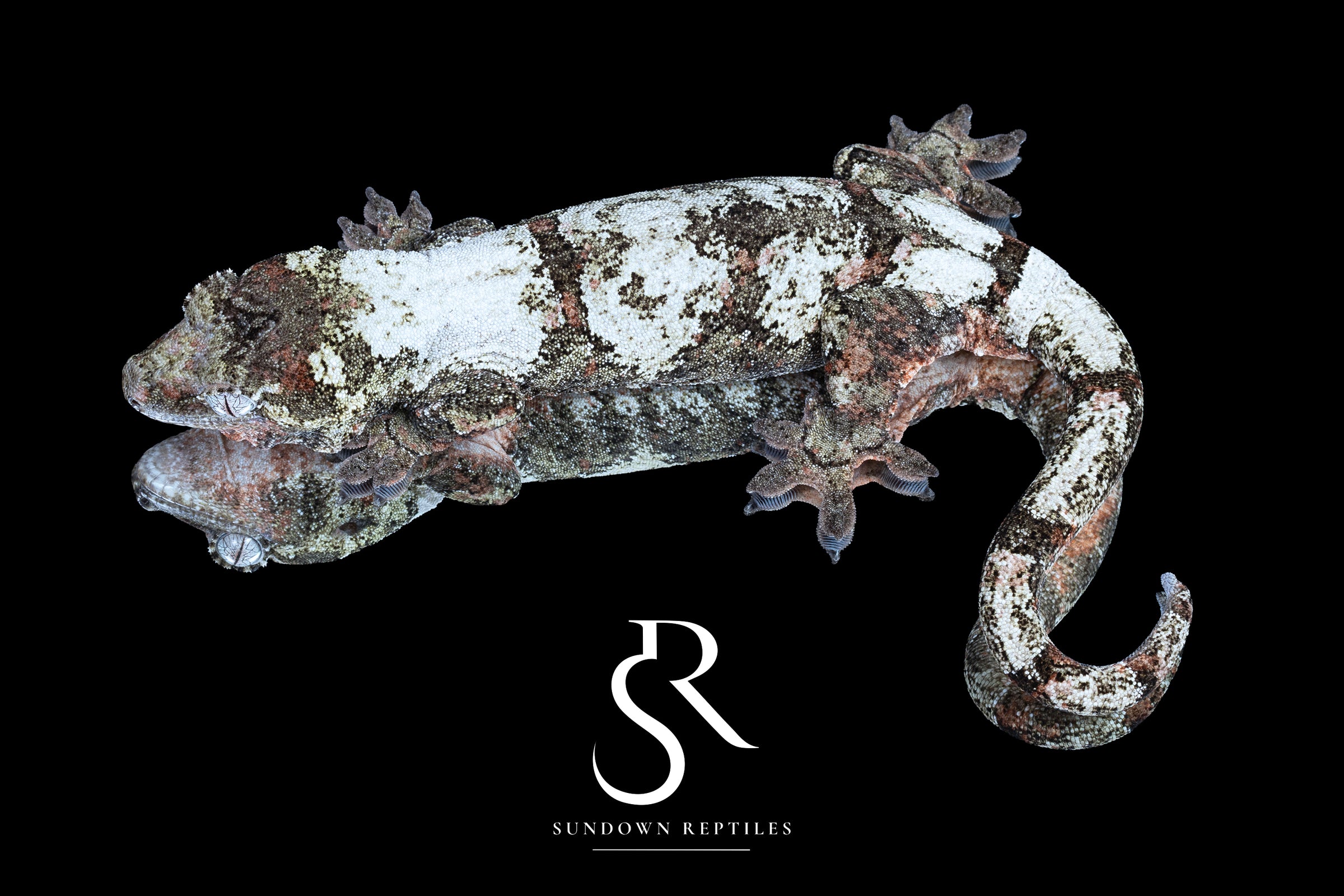 Pine Island Chahoua - Female (Ivy x Firefly) MC2024-HB2 - Sundown Reptiles