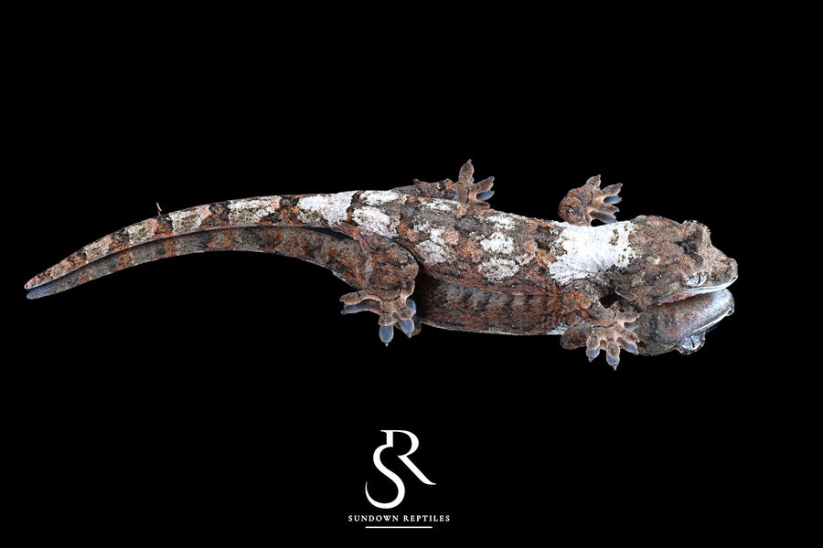 Pine Island chahoua - Female (Starling x Denali) MC2025-133 - Sundown Reptiles