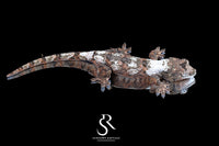 Pine Island chahoua - Female (Starling x Denali) MC2025-133 - Sundown Reptiles