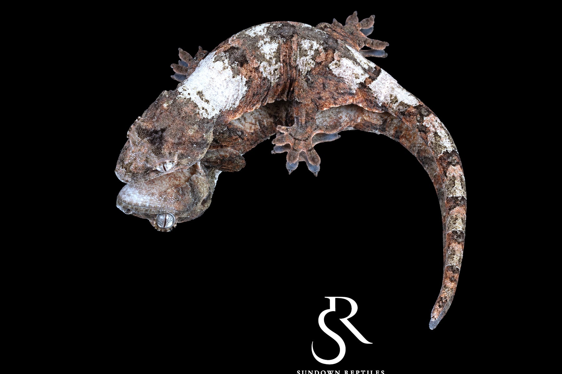 Pine Island chahoua - Female (Starling x Denali) MC2025-133 - Sundown Reptiles
