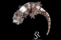 Pine Island chahoua - Female (Starling x Denali) MC2025-133 - Sundown Reptiles