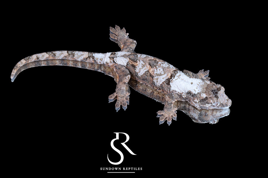Pine Island chahoua - Female (Vader x Lotus) MC2025-143 - Sundown Reptiles