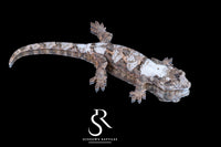 Pine Island chahoua - Female (Vader x Lotus) MC2025-143 - Sundown Reptiles