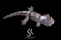 Pine Island Chahoua - Female (Prism x Rhythm) MC2025-124 - Sundown Reptiles