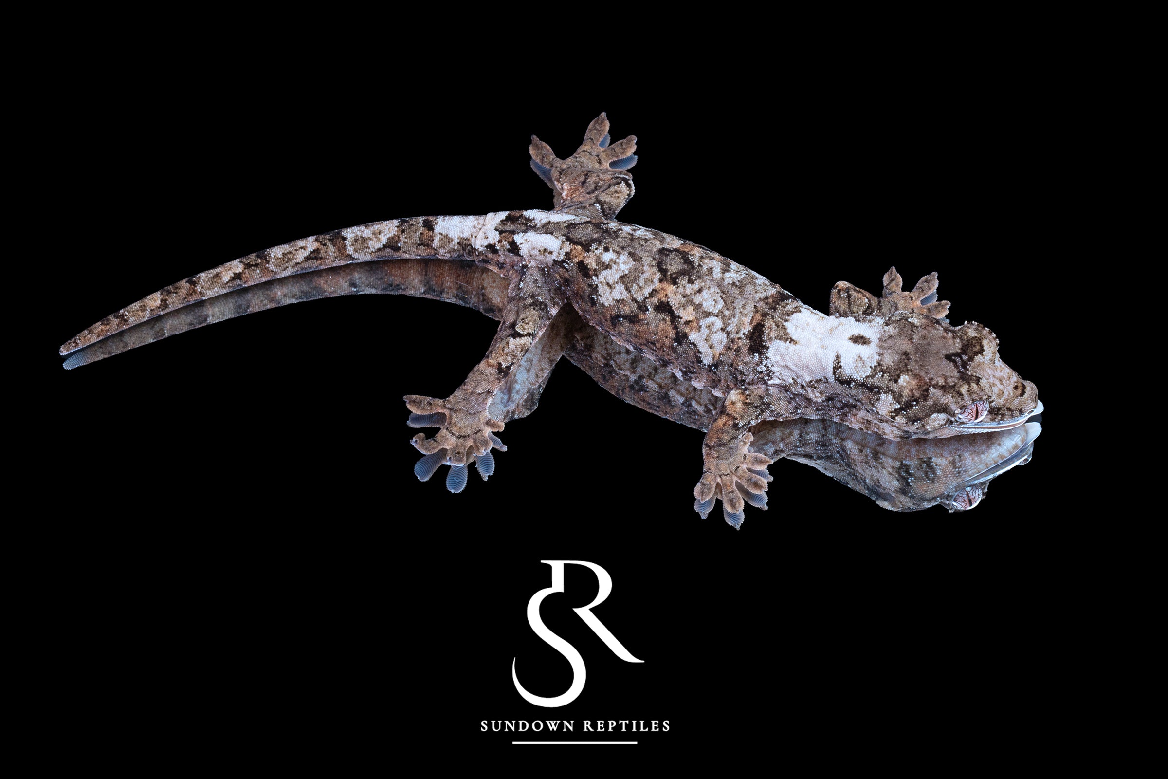 Pine Island Chahoua - Female (Prism x Rhythm) MC2025-124 - Sundown Reptiles