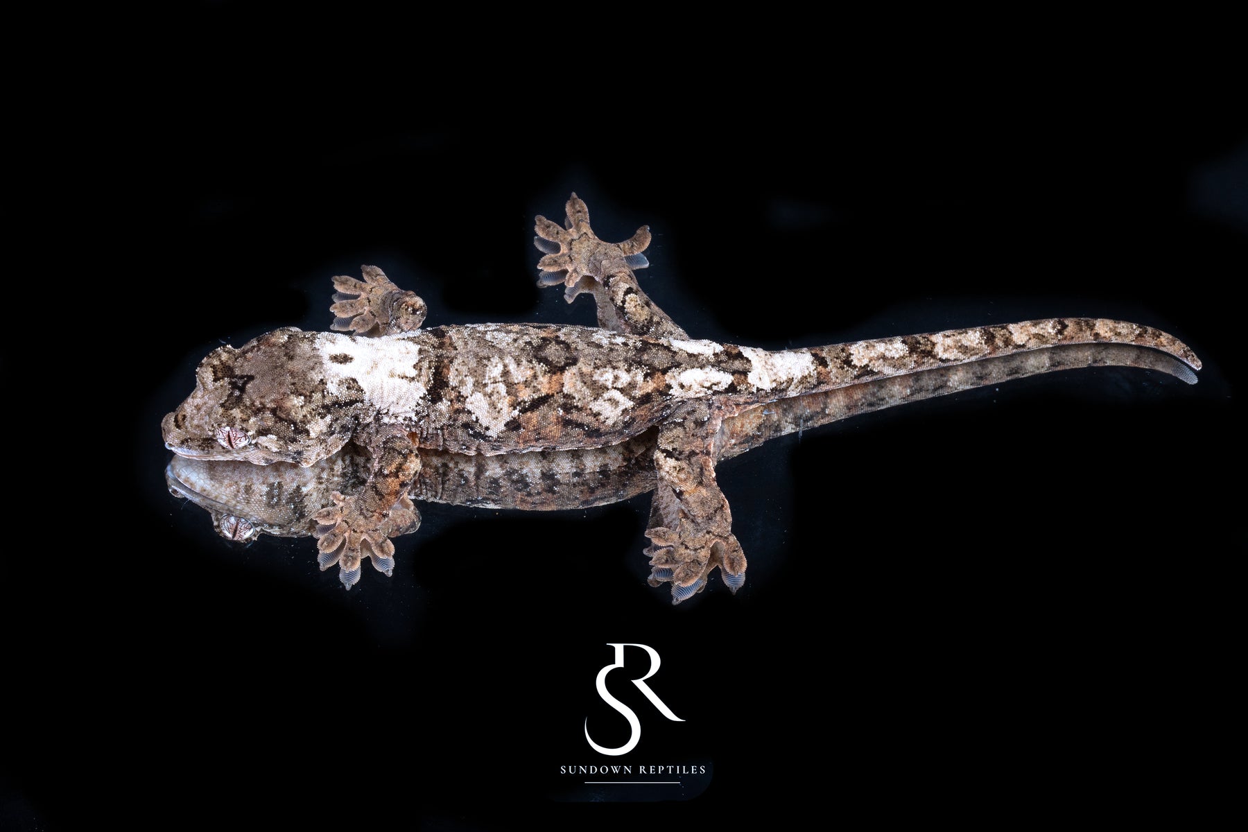 Pine Island Chahoua - Female (Prism x Rhythm) MC2025-124 - Sundown Reptiles