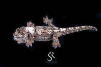 Pine Island Chahoua - Female (Prism x Rhythm) MC2025-124 - Sundown Reptiles