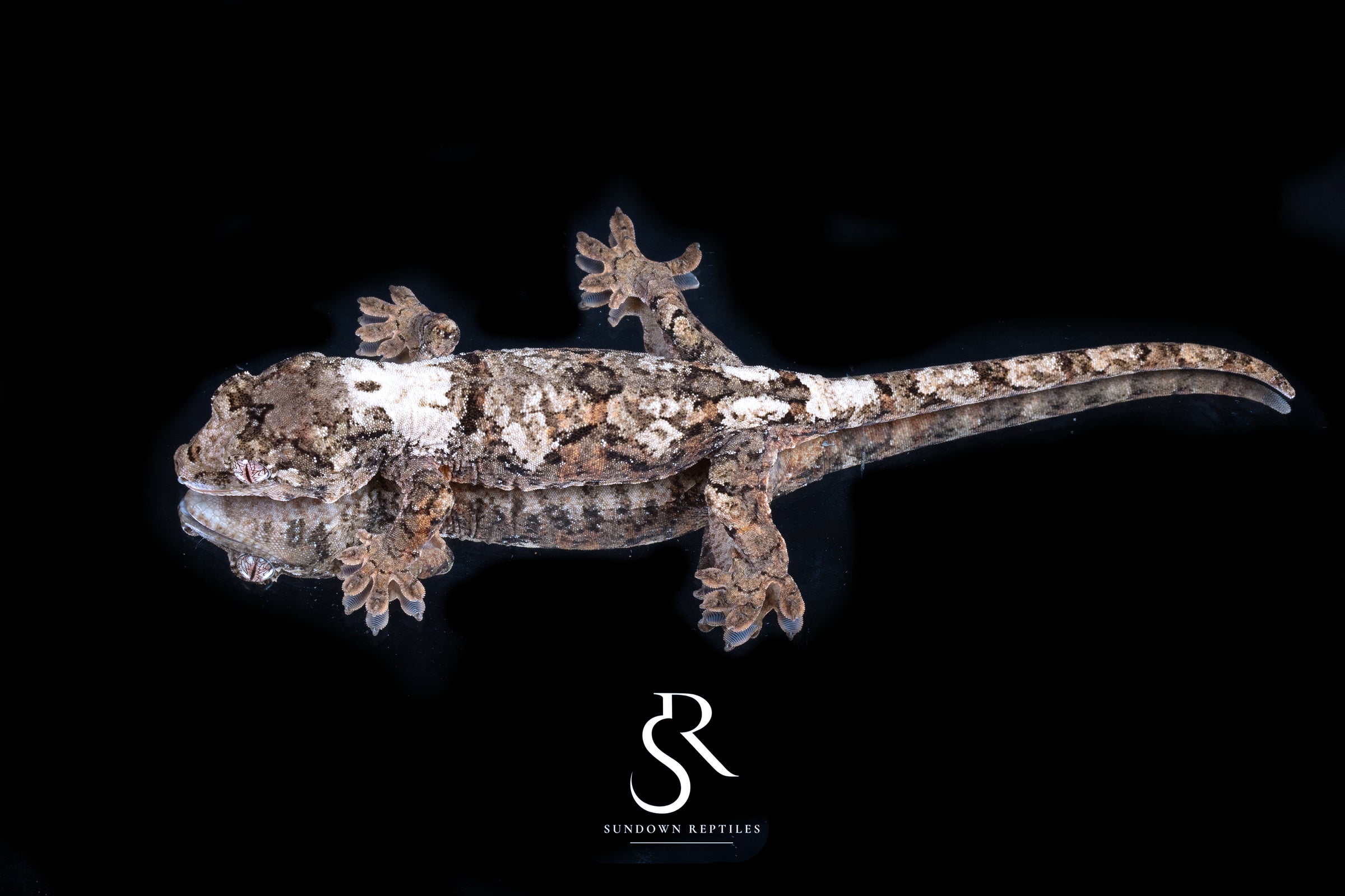 Pine Island Chahoua - Female (Prism x Rhythm) MC2025-124 - Sundown Reptiles