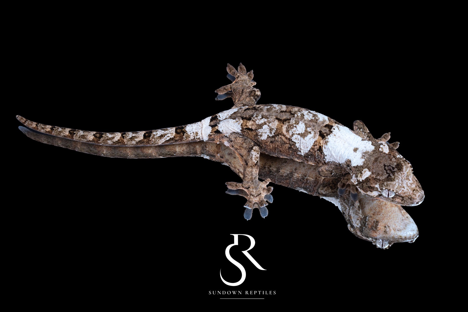 Pine Island Chahoua - Male (Feliz x Jimmy Butler) MC2025-156 - Sundown Reptiles